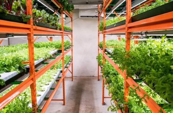Plant Factory – An Apt Answer to Address Food Security Issue! Plant Factory – An Apt Answer to Address Food Security Issue!