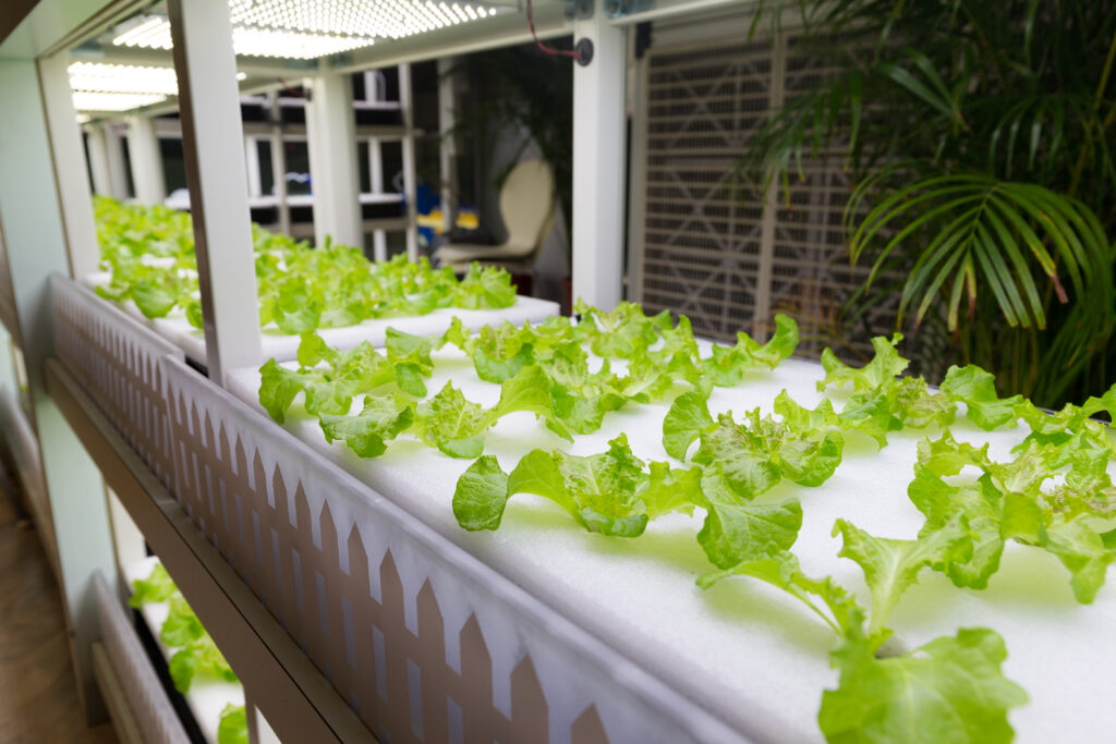 hydroponics, indoor farming