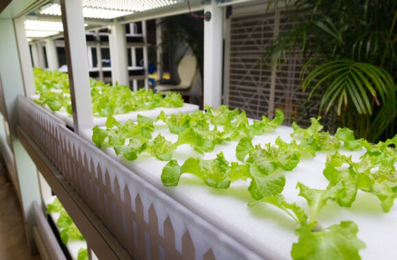 Indoor Farming Indoor Farming