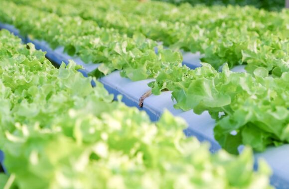 Rooftop Hydroponic Plant Factory Rooftop Hydroponic Plant Factory