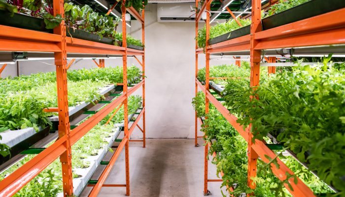 Aisle between large shelves with green seedlings of horticultural plants Plant factory, hydroponics