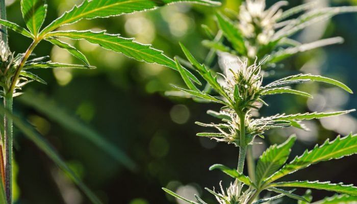 Fresh agricultural hemp grows in garden, flowering plant as med agricultural garden, hemp grows