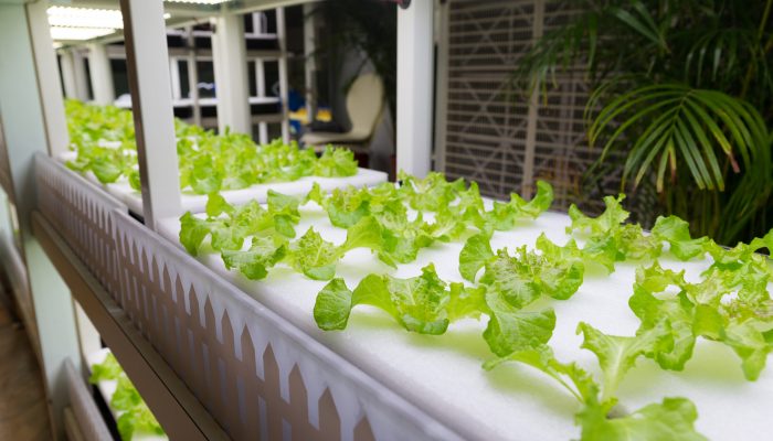 Hydroponic vegetables at indoor hydroponics, indoor farming