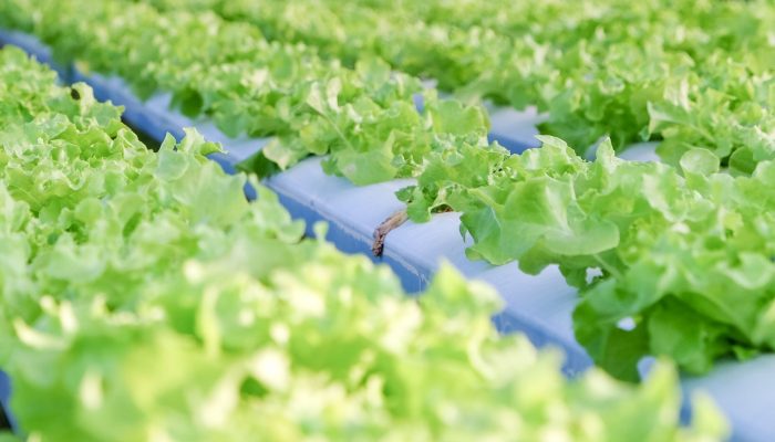 plant factory plant factory, hydroponics